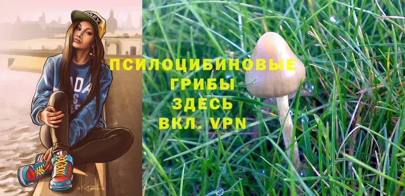 Галлюциногенные грибы Magic Shrooms  сайты даркнета формула  Тулун 